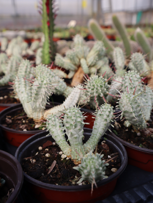 euforbia mammilari variegata 3.50